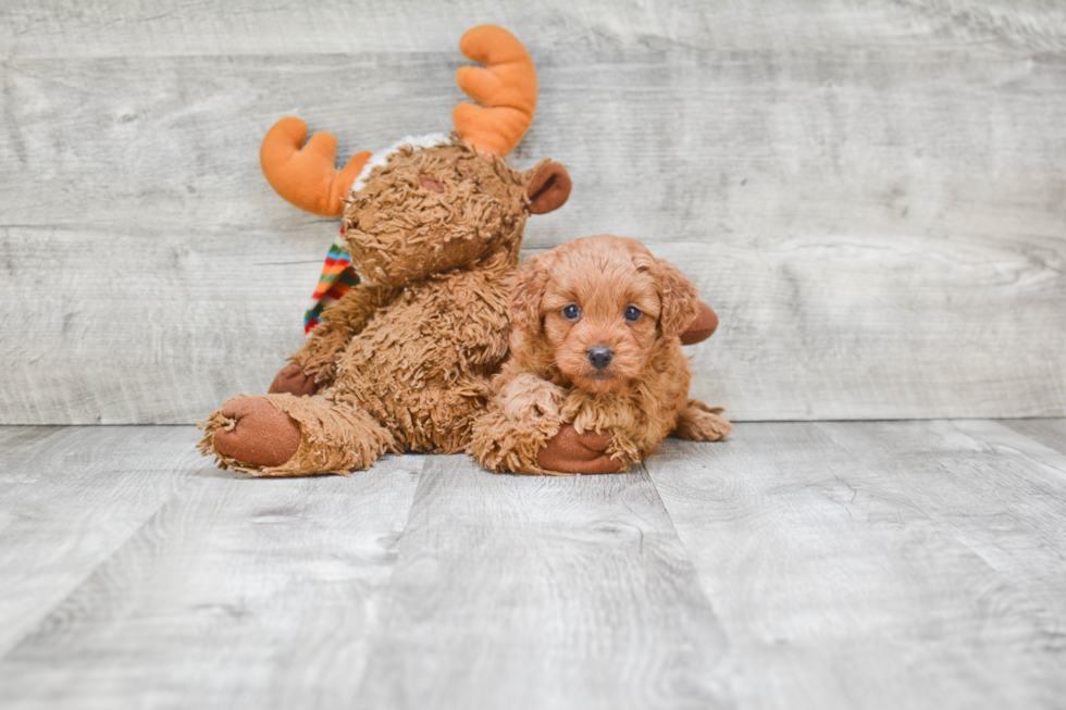 Sweet Cavapoo Baby