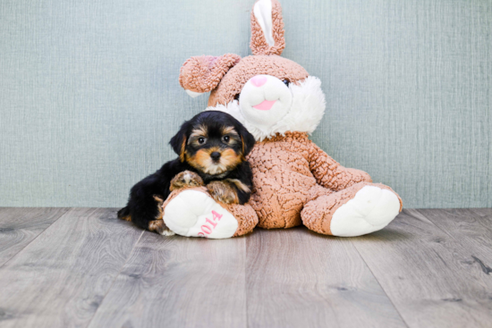 Happy Morkie Baby