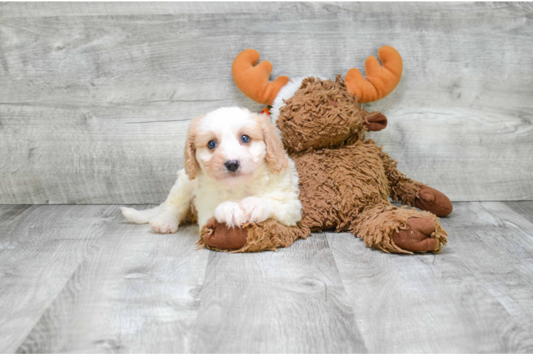 Cavachon Puppy for Adoption