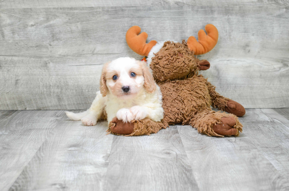 Cavachon Puppy for Adoption