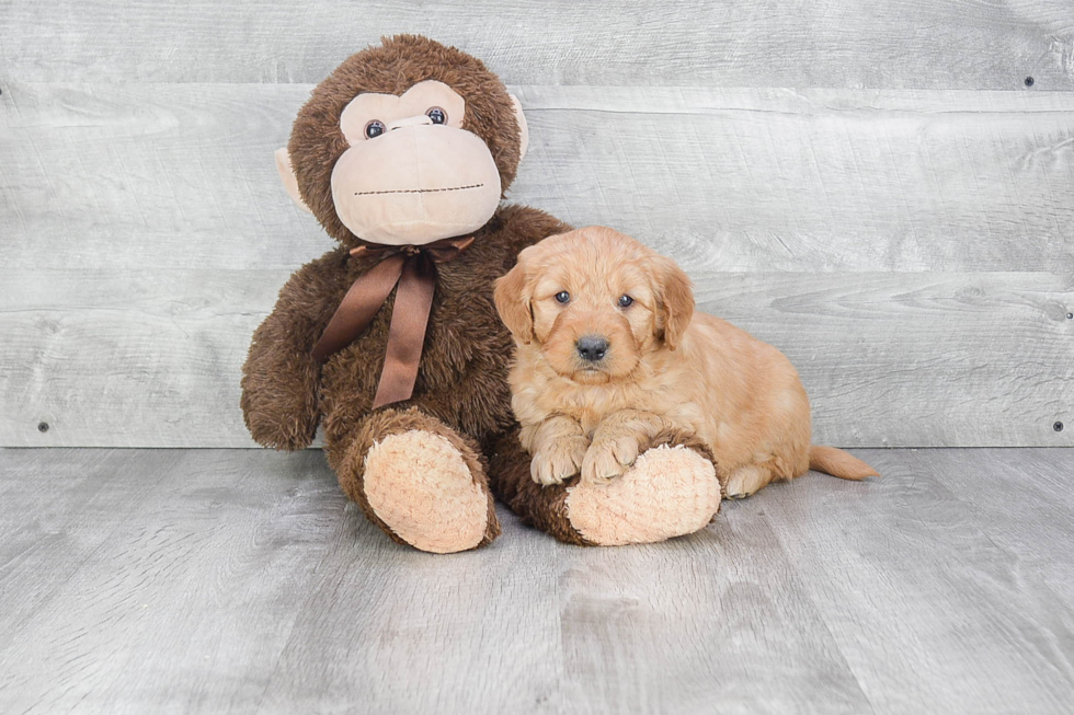 Energetic Golden Retriever Poodle Mix Puppy