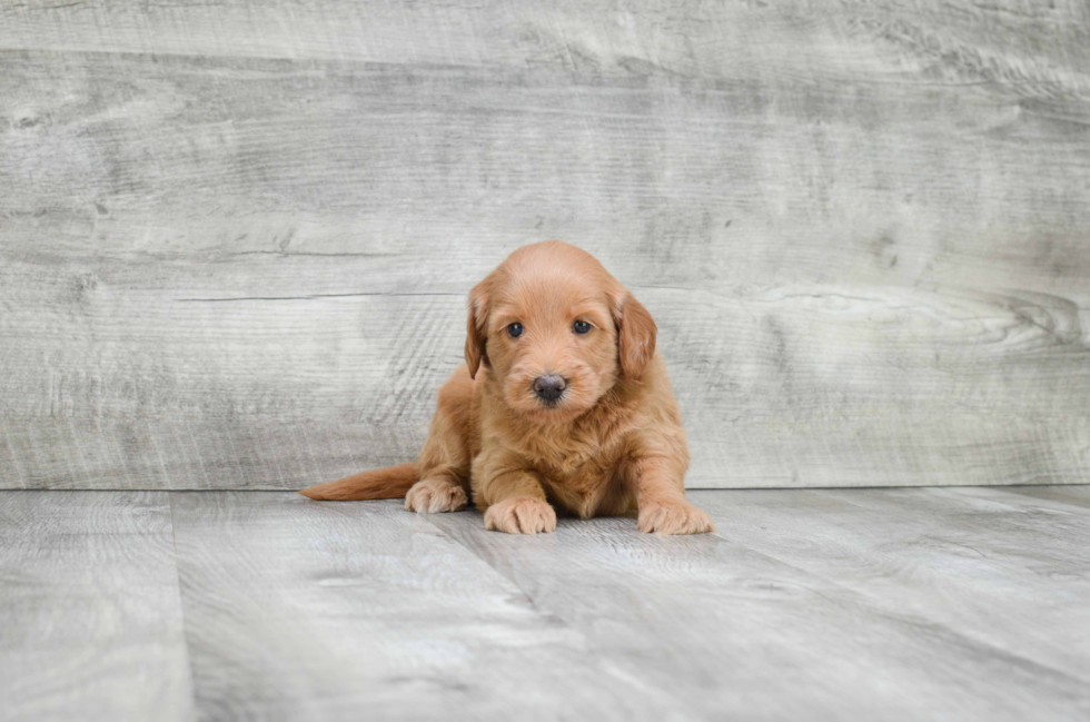 Petite Mini Goldendoodle Poodle Mix Pup