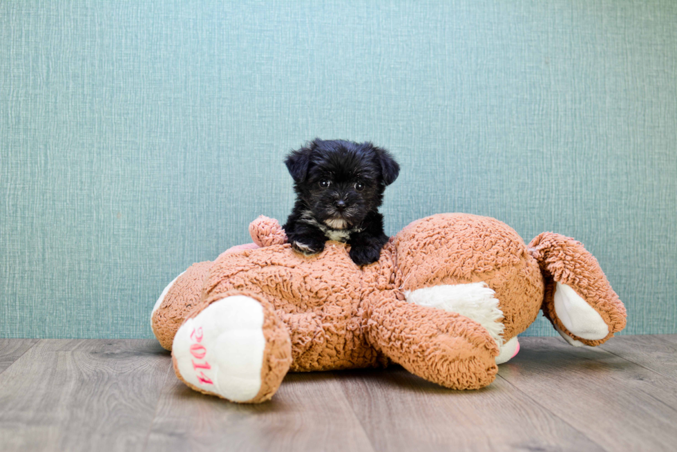 Morkie Puppy for Adoption