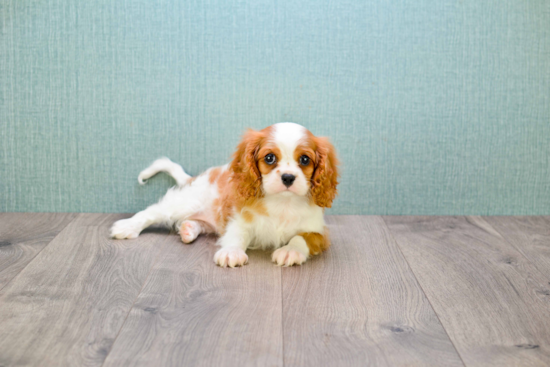 Cavalier King Charles Spaniel Puppy for Adoption