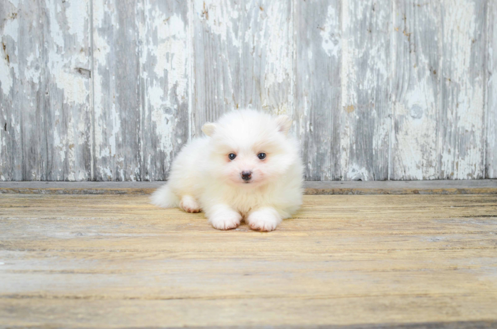 Pomeranian Puppy for Adoption