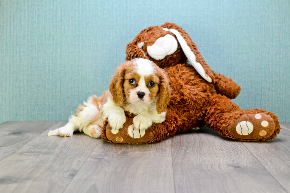 Small Cavalier King Charles Spaniel Baby