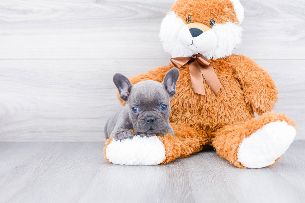 French Bulldog Puppy for Adoption