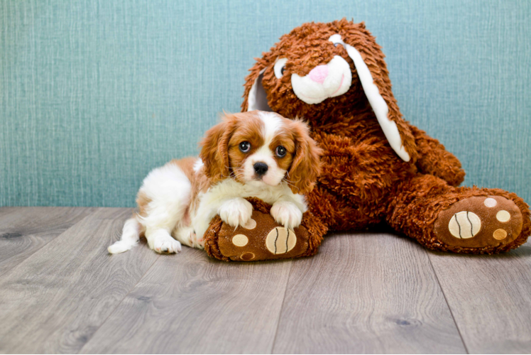 Cavalier King Charles Spaniel Puppy for Adoption