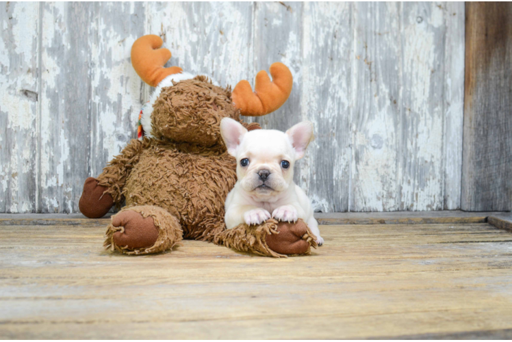 Funny French Bulldog Purebred Pup