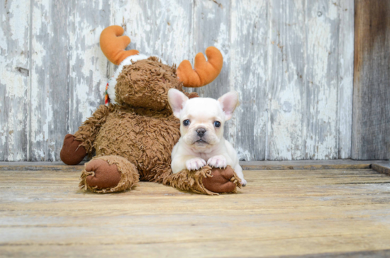 Funny French Bulldog Purebred Pup