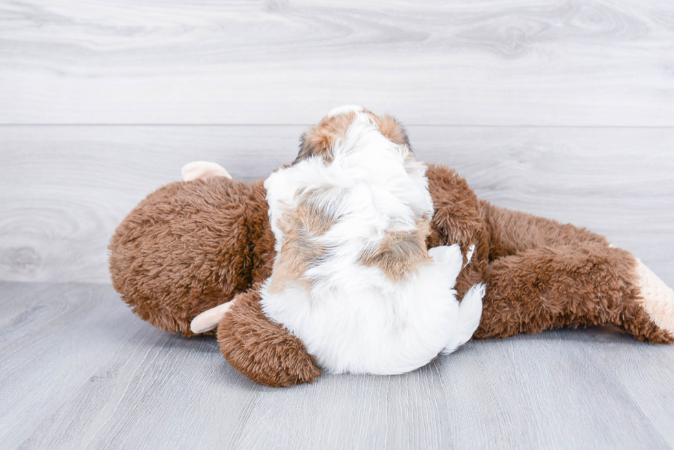 Teddy Bear Pup Being Cute