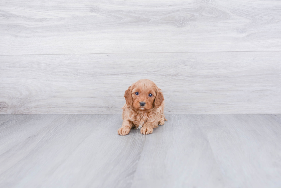 Cavapoo Pup Being Cute