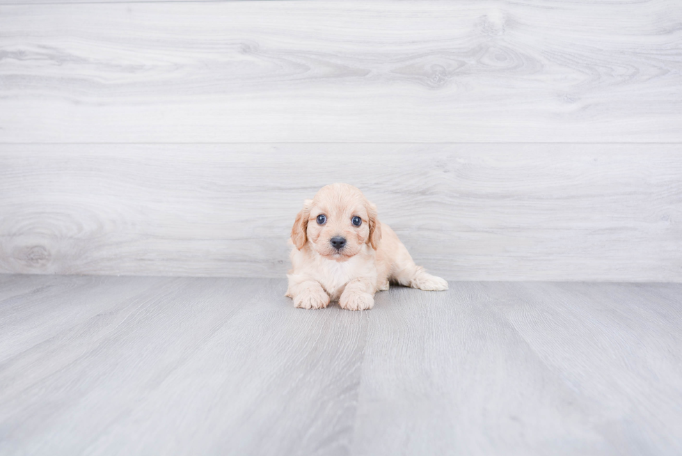 Funny Cavachon Designer Pup