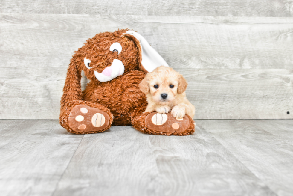 Best Cavachon Baby