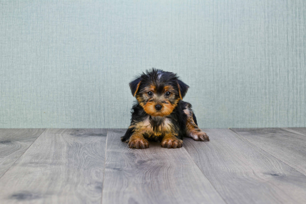 Meet Izzie - our Yorkshire Terrier Puppy Photo 