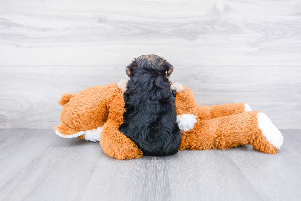 Popular Yorkie Poo Poodle Mix Pup