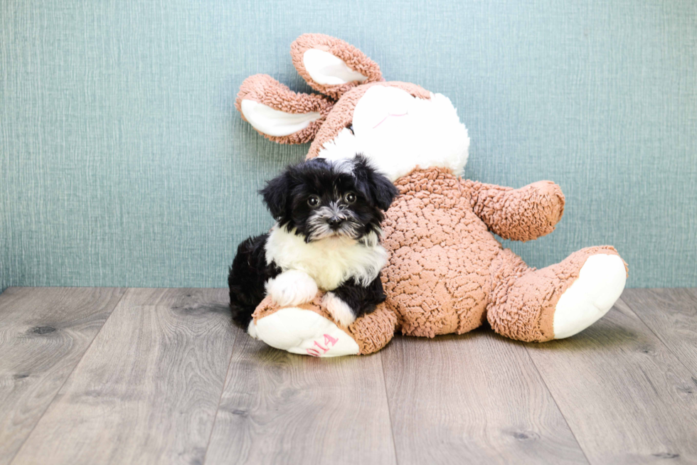 Havanese Pup Being Cute