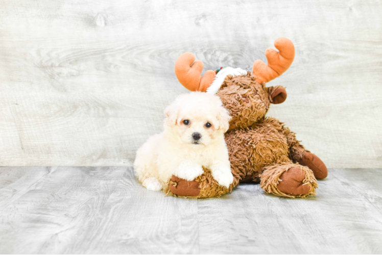 Maltipoo Pup Being Cute