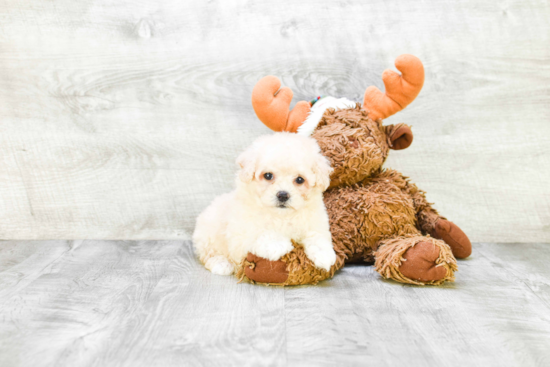 Maltipoo Pup Being Cute