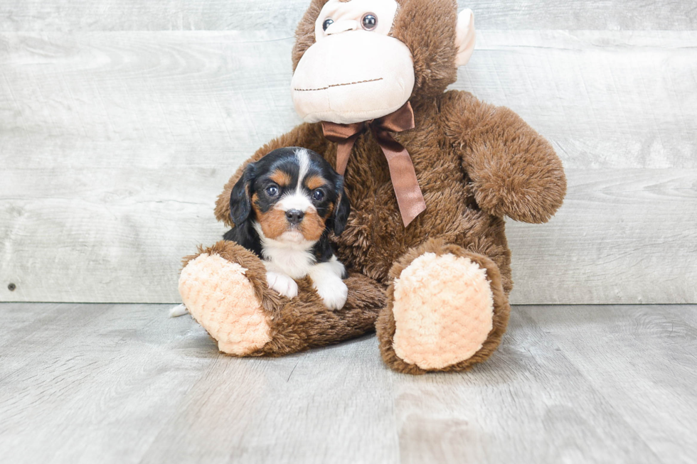 Best Cavalier King Charles Spaniel Baby