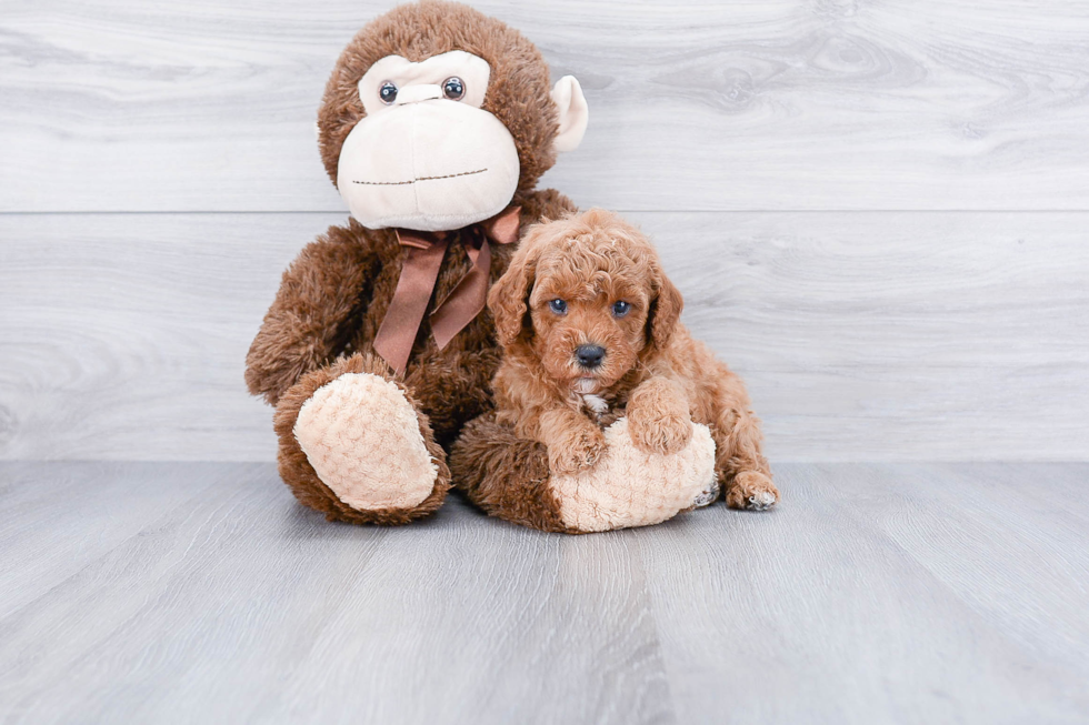 Cavapoo Puppy for Adoption