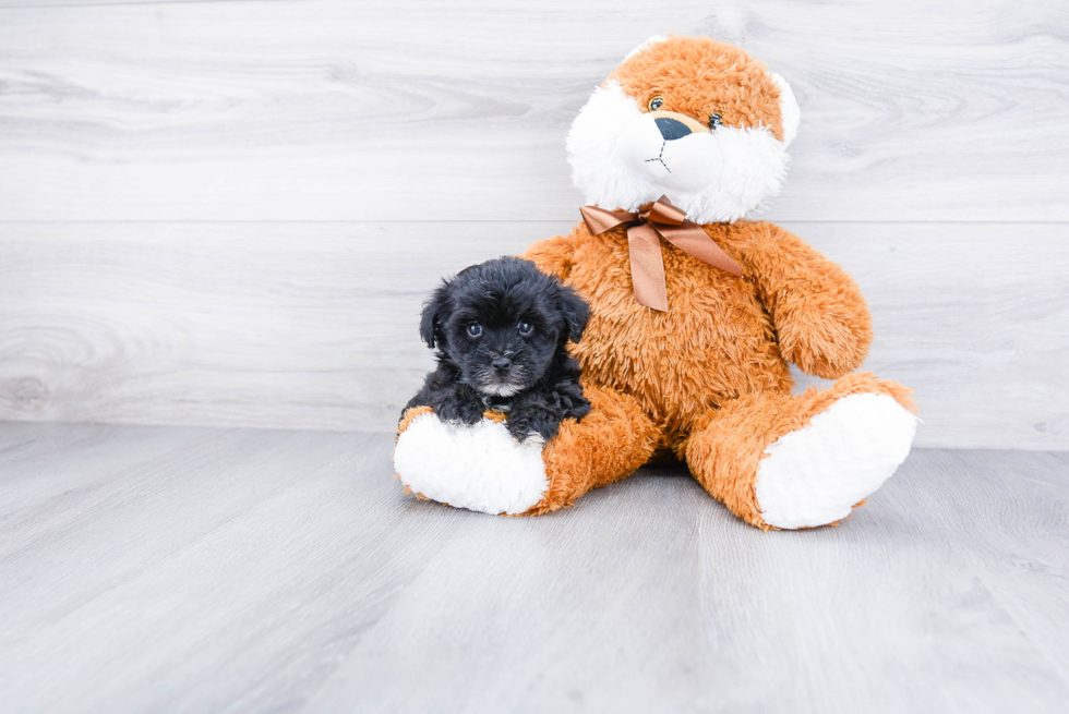 Yorkie Poo Pup Being Cute