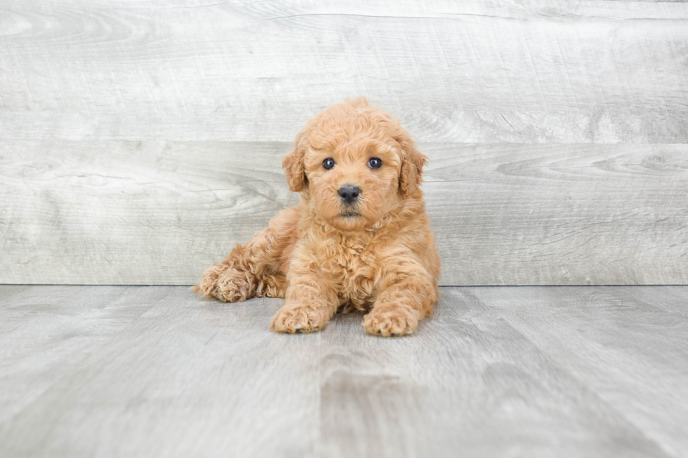 Little Golden Retriever Poodle Mix Puppy