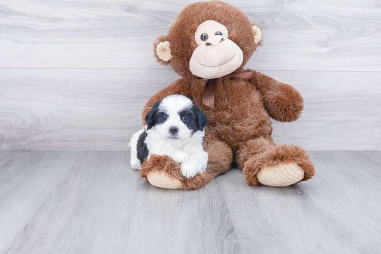 Teddy Bear Pup Being Cute