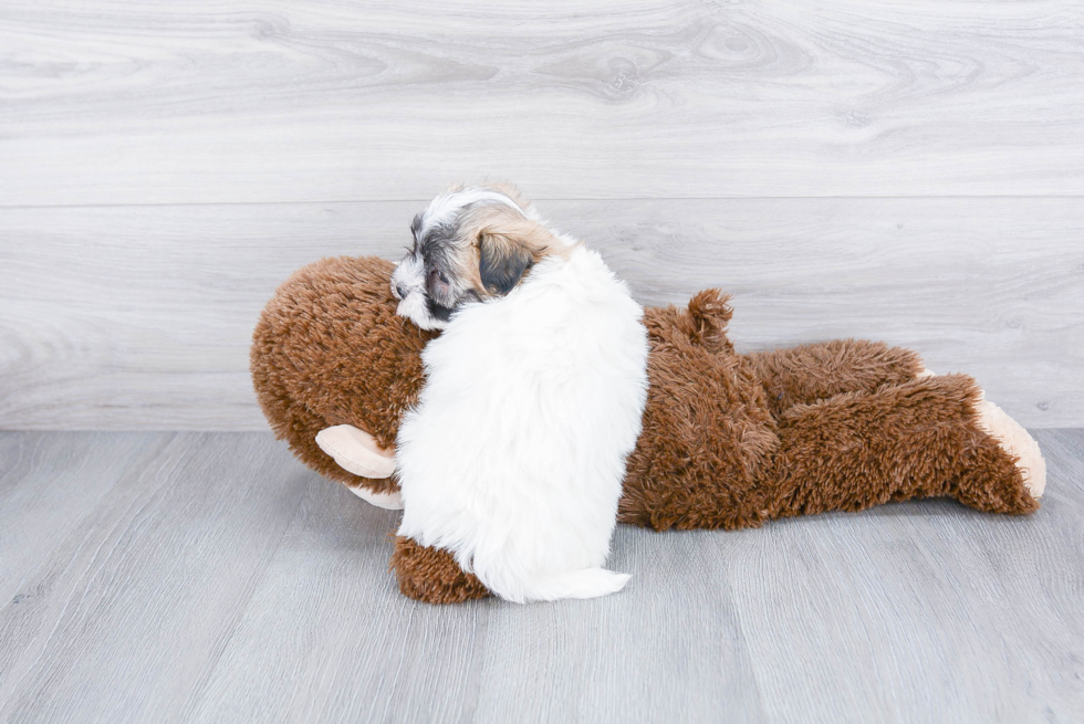 Playful Havanese Baby