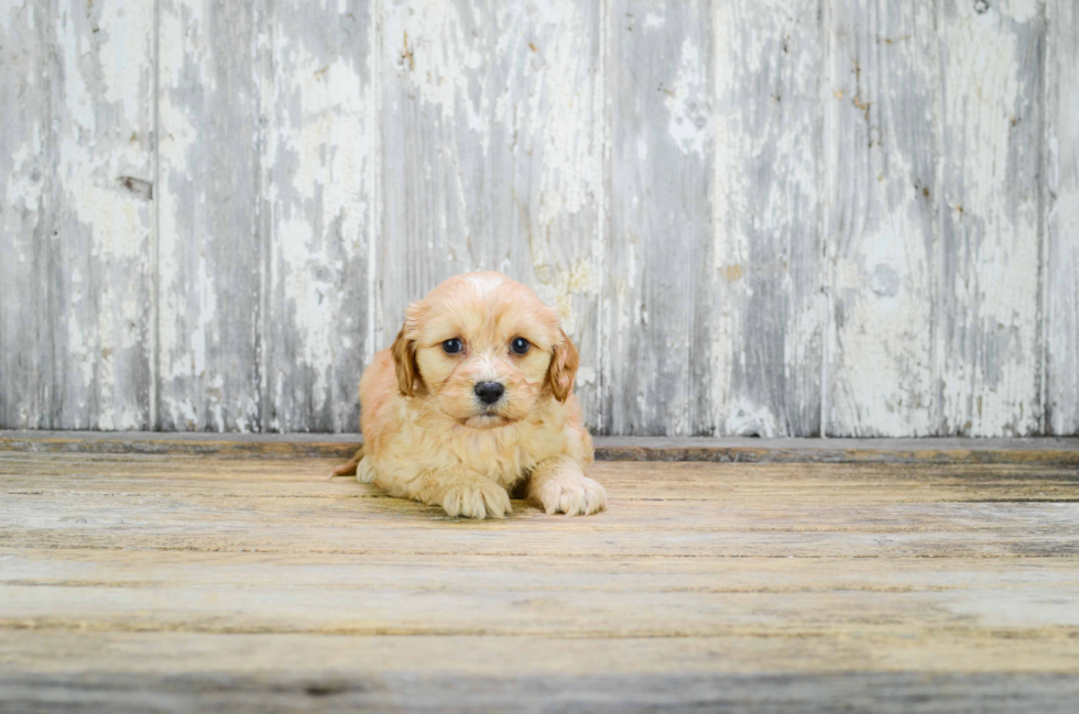 Best Cavachon Baby