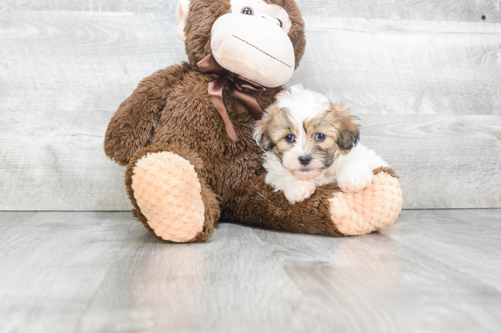 Happy Teddy Bear Baby