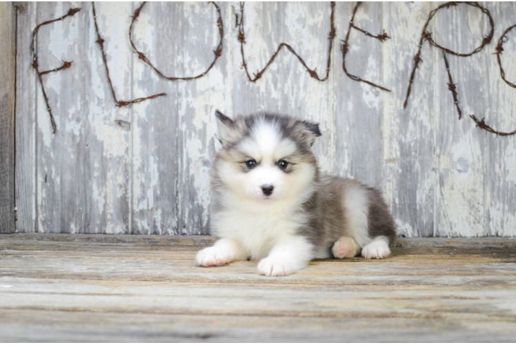 Cute Pomsky Baby