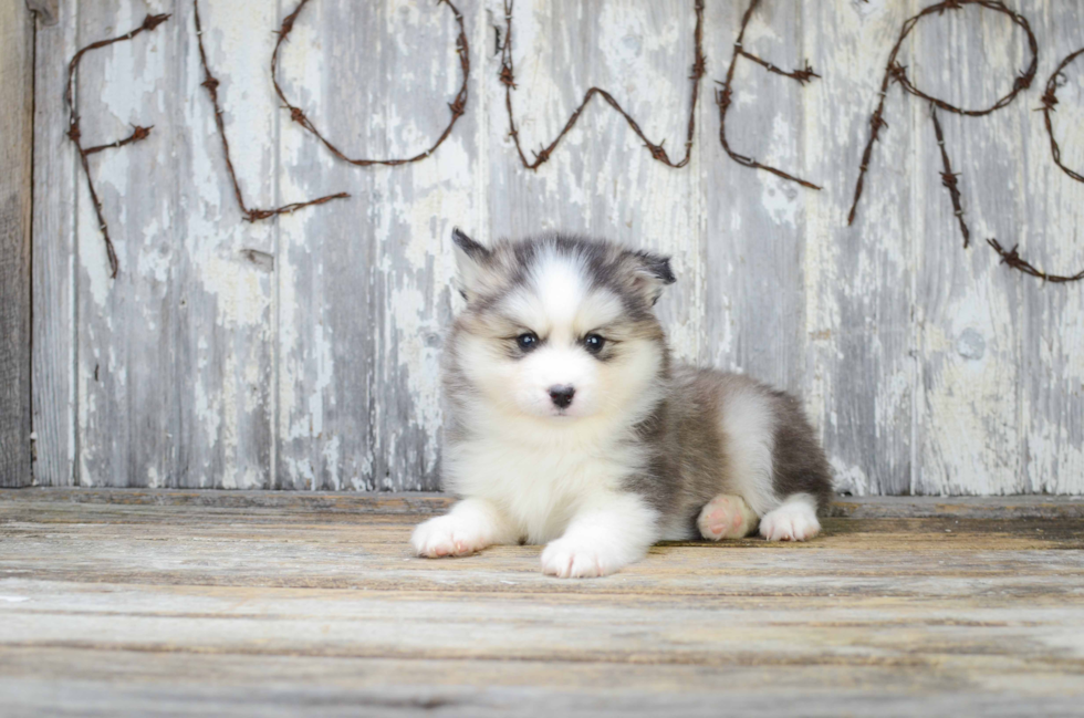 Cute Pomsky Baby