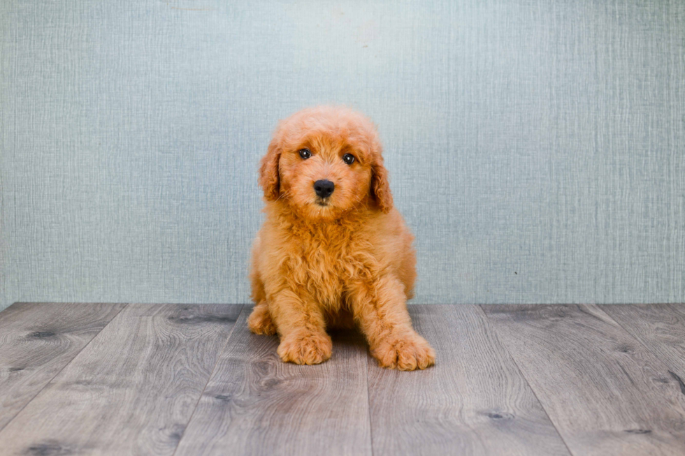 Small Mini Goldendoodle Baby