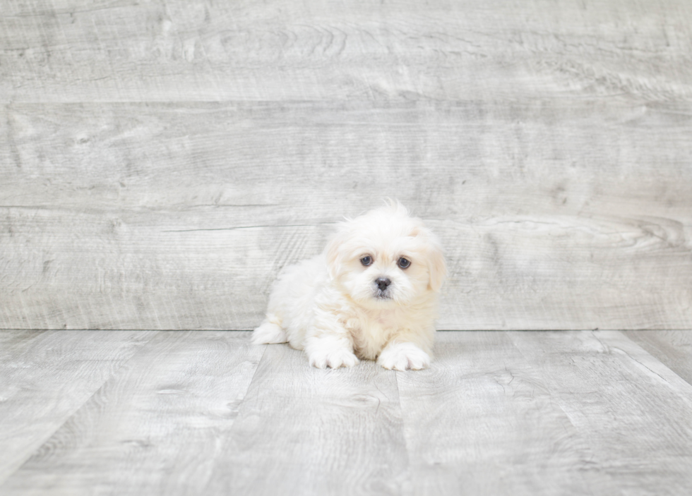 Teddy Bear Pup Being Cute