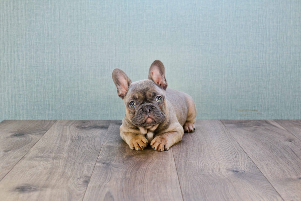 Friendly French Bulldog Purebred Pup