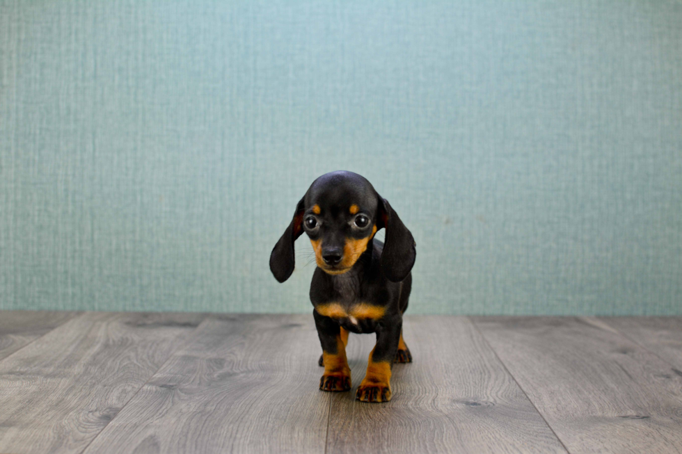 Dachshund Pup Being Cute