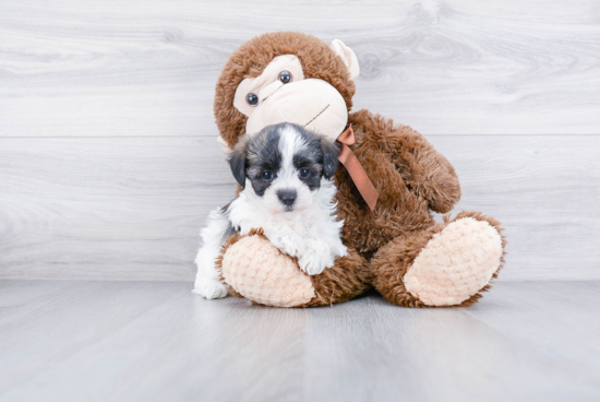 Small Havanese Baby