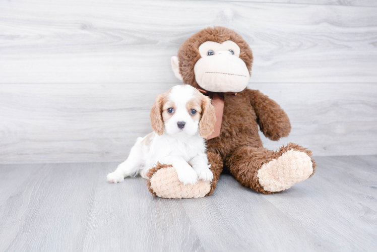 Cavalier King Charles Spaniel Puppy for Adoption