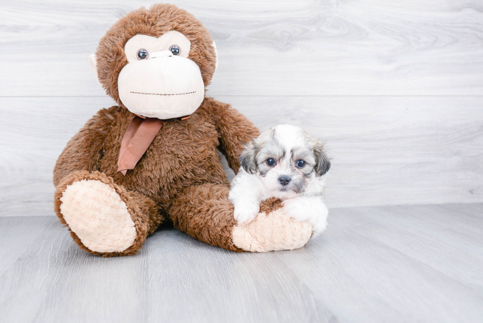 Fluffy Teddy Bear Designer Pup