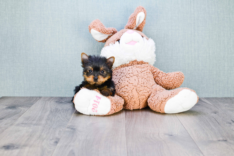 Meet Giselle - our Yorkshire Terrier Puppy Photo 