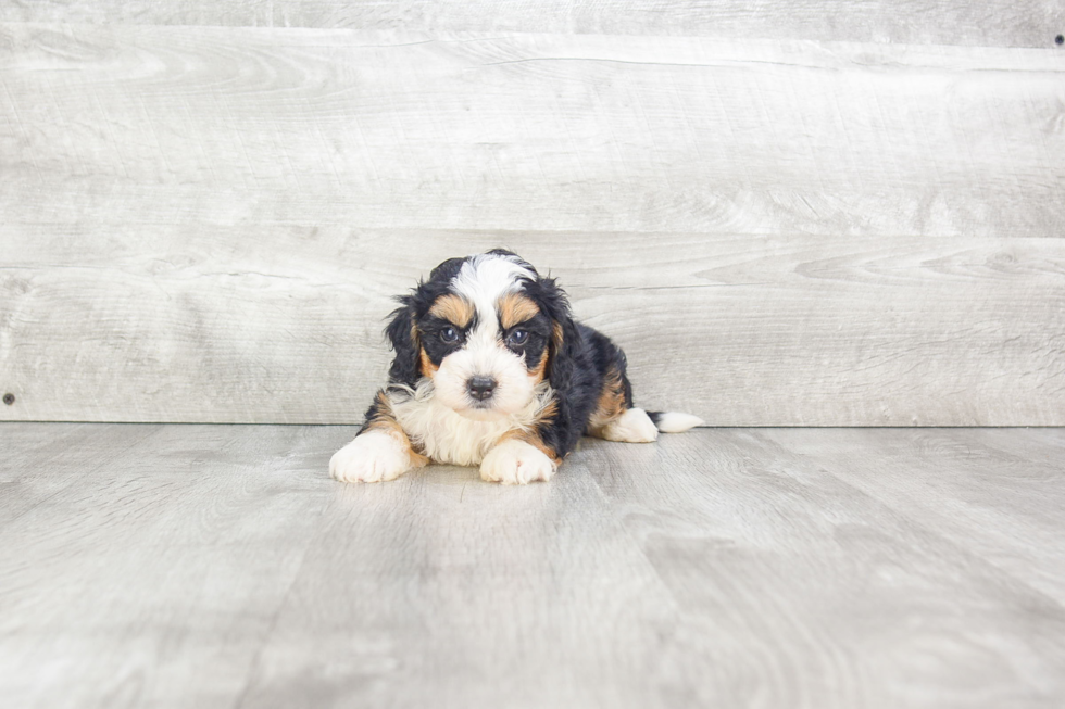 Popular Mini Bernedoodle Poodle Mix Pup