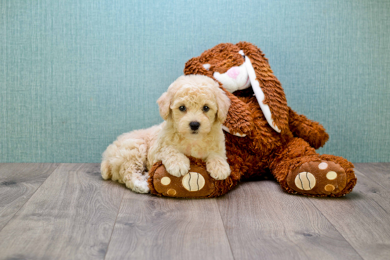 Fluffy Cavapoo Poodle Mix Pup