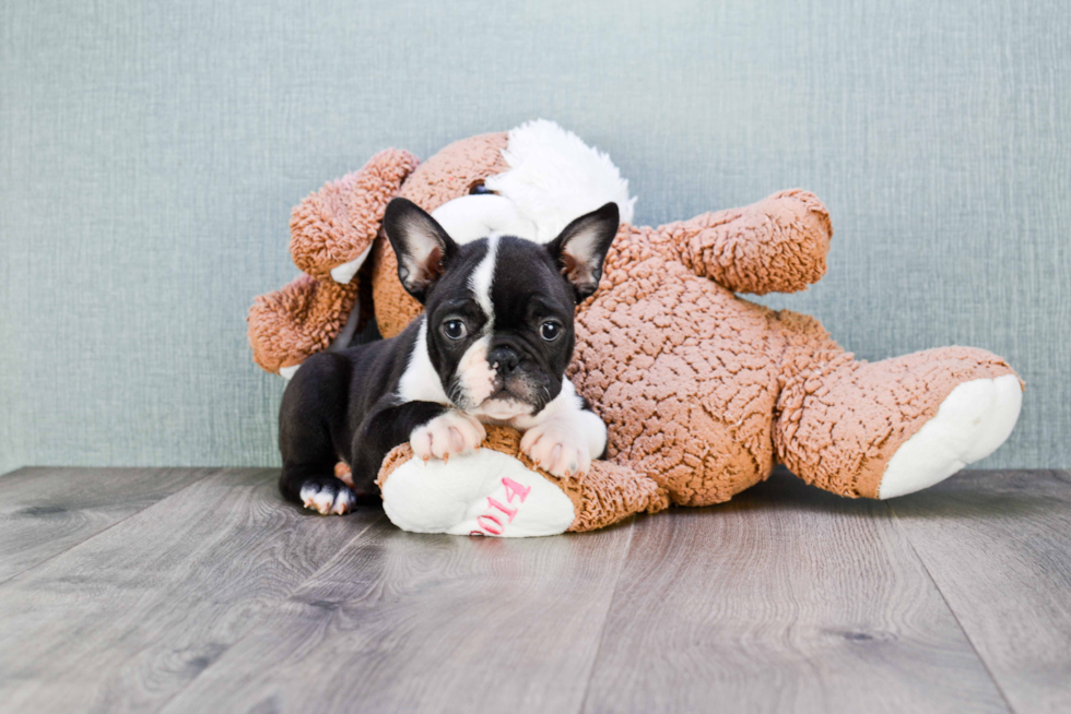 Best French Bulldog Baby