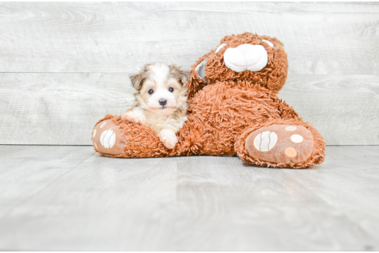 Happy Morkie Baby