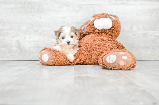 Happy Morkie Baby