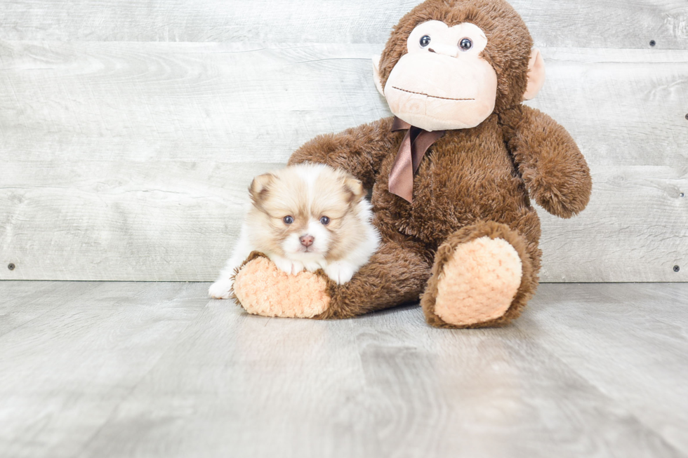 Smart Pomeranian Purebred Puppy