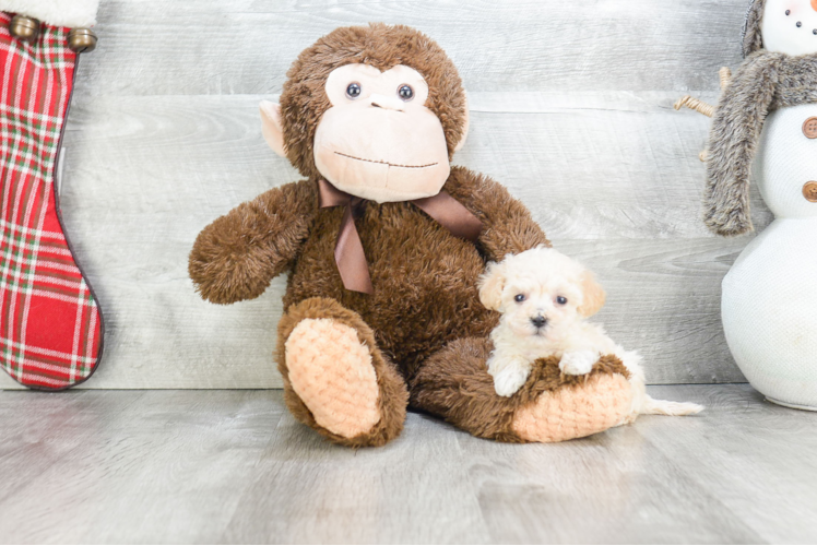 Funny Maltipoo Poodle Mix Pup