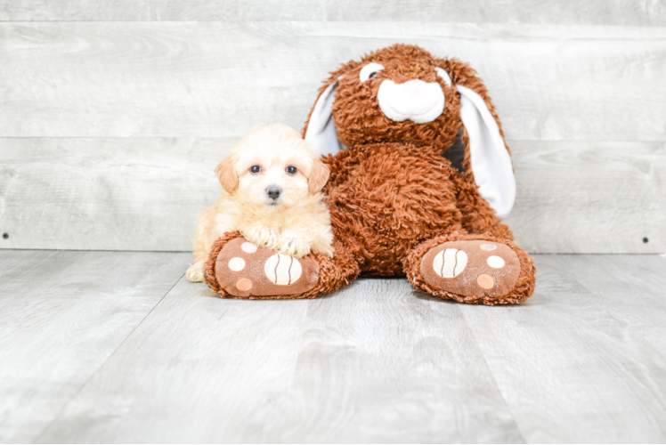 Fluffy Maltipoo Poodle Mix Pup