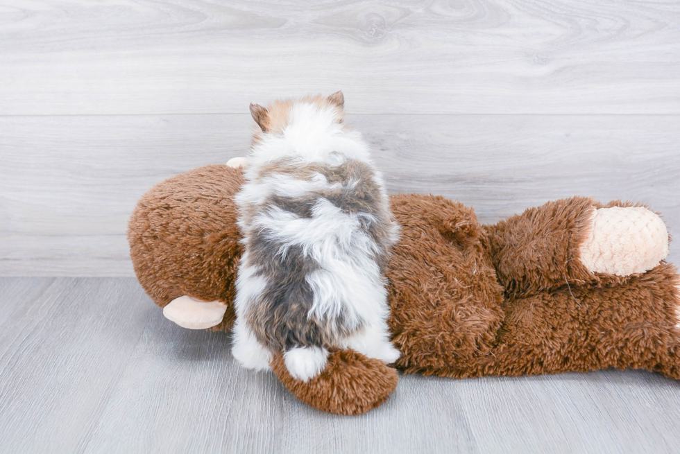 Playful Pomeranian Purebred Pup